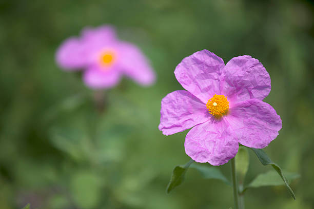 White-Leaved Rock Rose ( Cistus Albidus ) Pink rock rose growing outdoors with shallow depth of field and focus on the flower petals. cistus albidus stock pictures, royalty-free photos & images