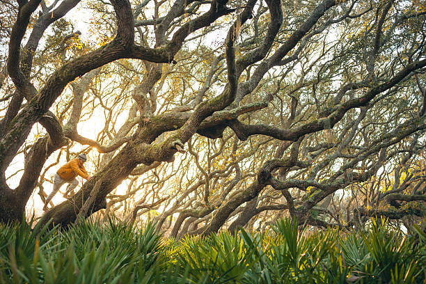 solitaire homme grimper sur de grands arbres au coucher du soleil - cumberland island photos et images de collection