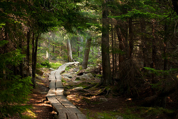 percorso in porcellanato effetto legno attraverso il bosco - parco nazionale acadia foto e immagini stock