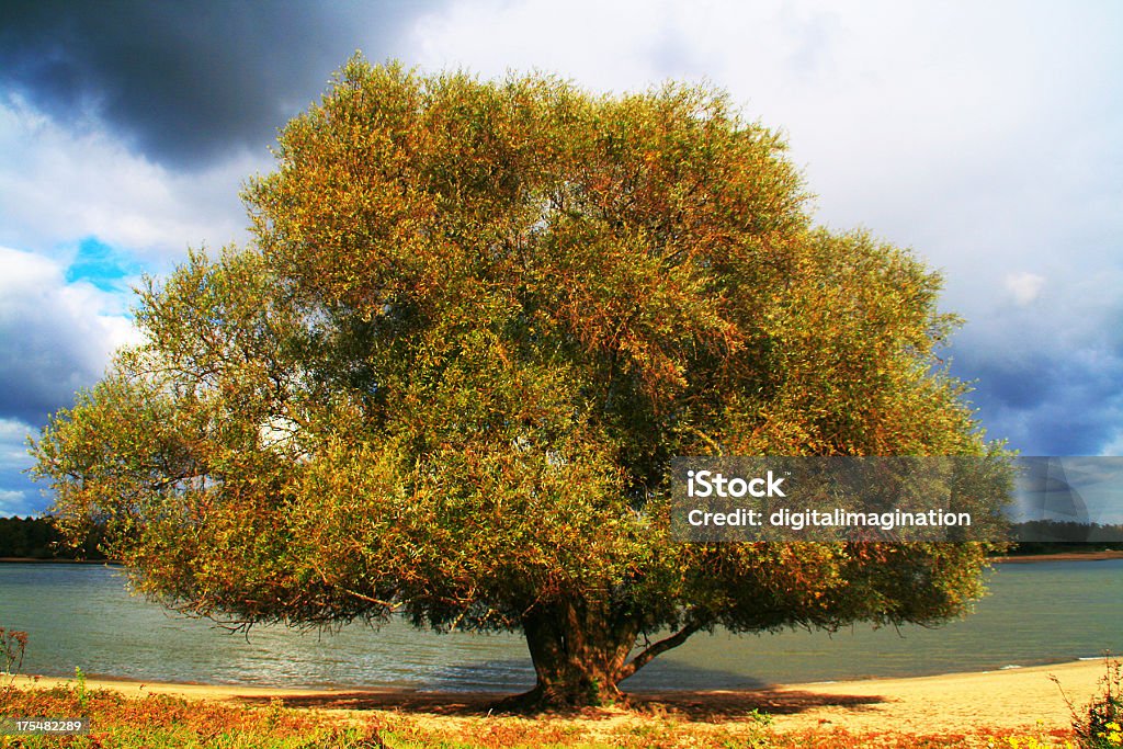 Tree Lonely tree Meuse - France Stock Photo