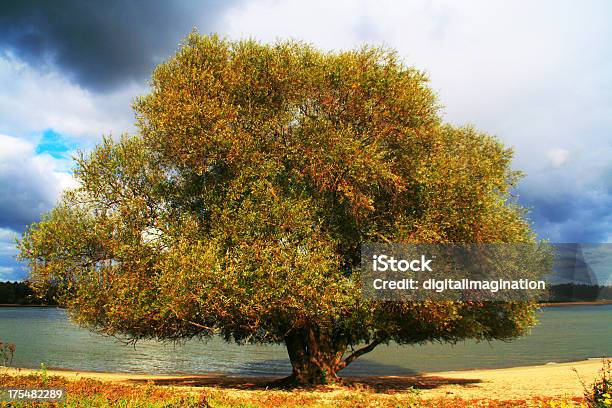 Tree Stock Photo - Download Image Now - Meuse - France, River, Europe