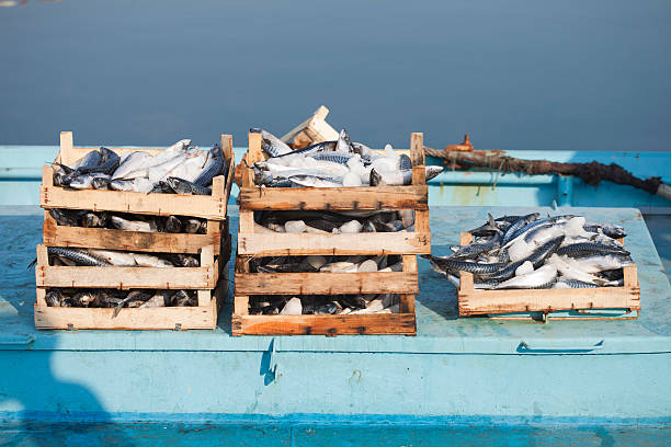 Crates of mackerel piled on blue surface