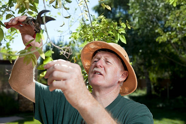 istock Senior Man Gardening With Pruning Sheers 175482574