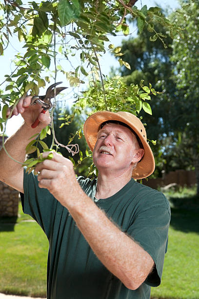 istock Senior Man Gardening With Pruning Sheers 175482625