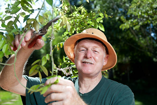 Senior Man Gardening With Pruning Sheers