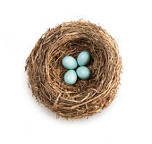 Bird’s nest with four blue eggs