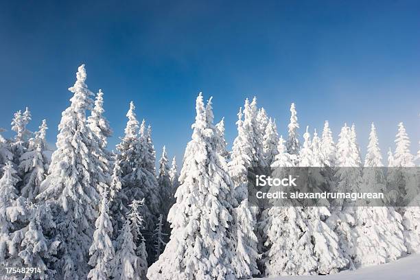 Abeto Con Nieve Foto de stock y más banco de imágenes de Aire libre - Aire libre, Azul, Belleza de la naturaleza