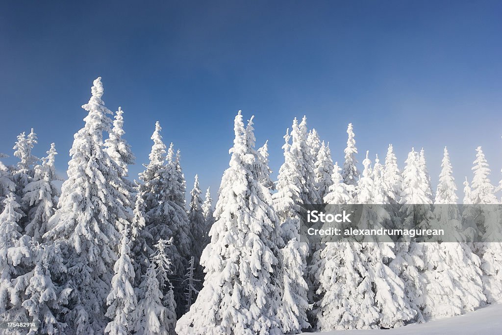 Abete con neve - Foto stock royalty-free di Ambientazione esterna