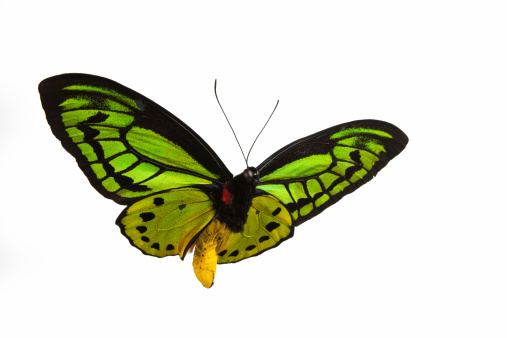 Green Birdwing Butterfly, isolated on white background