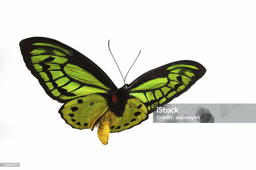 Isolated close-up photograph of a green butterfly in flight Green Birdwing Butterfly, isolated on white background Butterfly - Insect Stock Photo