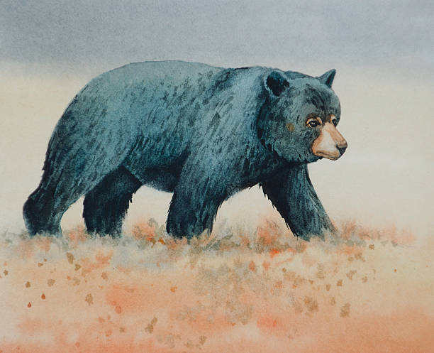 Black Bear Walking vector art illustration