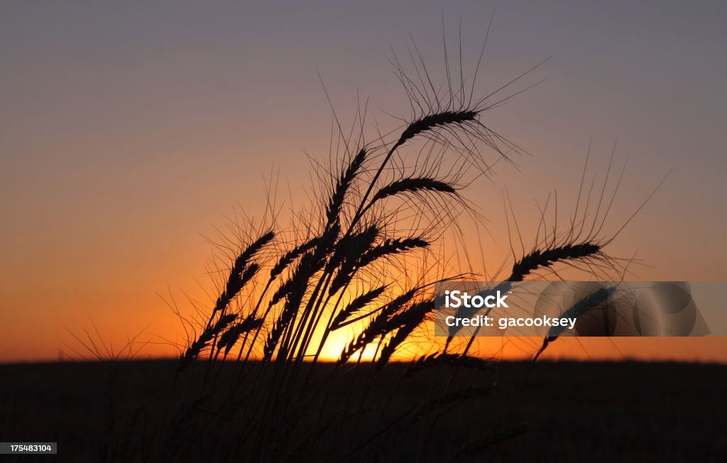 Sunset Weizen - Lizenzfrei Feld Stock-Foto