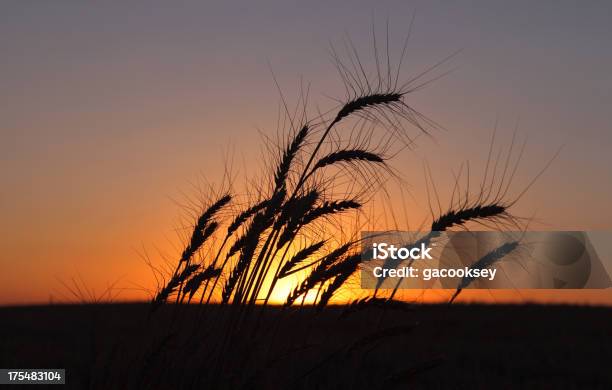 Photo libre de droit de Blé Au Coucher Du Soleil banque d'images et plus d'images libres de droit de Blé - Blé, Champ, Coucher de soleil