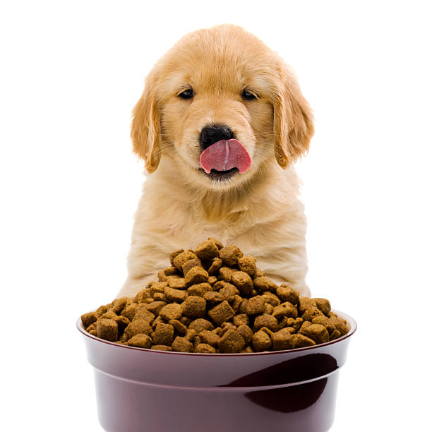 obiad!!! puppy oblizywać usta, przewidując jedzenie - dog eating puppy food zdjęcia i obrazy z banku zdjęć