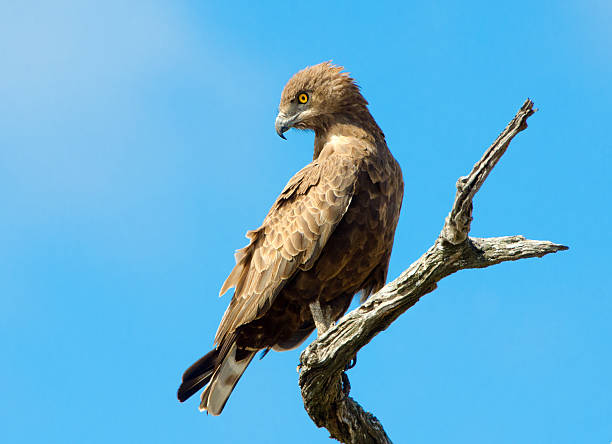 istock Brown Snake Eagle - South Africa 175483276