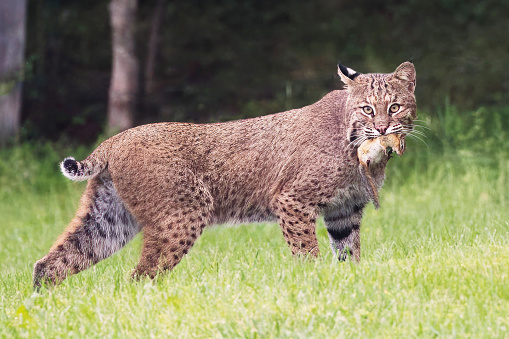 Eastern bobcat from New Hampshire, New England, after hunting a chipmunk with it hanging from its mouth