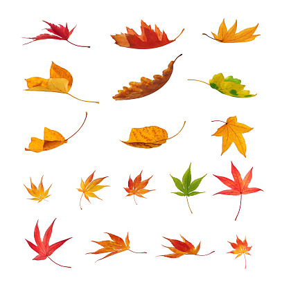 Different falling autumn leaves on white background.