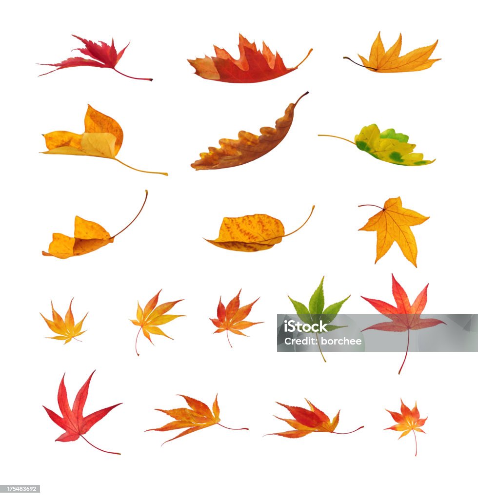 Queda de folhas de Outono sobre fundo branco - Royalty-free Folha Foto de stock