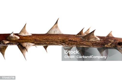 istock Thorn Twig 175483718