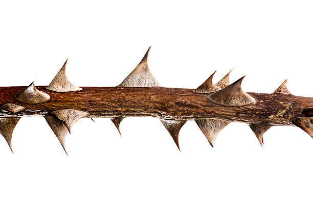 Thorn Twig Branch full of sharp thorns from a particularly nasty wild rose. Could be used vertically or horizontally spiked photos stock pictures, royalty-free photos & images