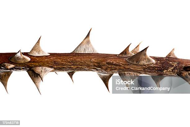 Thorn Twig Stock Photo - Download Image Now - Thorn, Thorn Bush, Rose - Flower