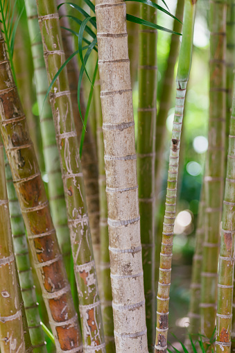 Close up photo of a row of bamboo in a forest in Kaanapali, Maui, Hawaii, USA