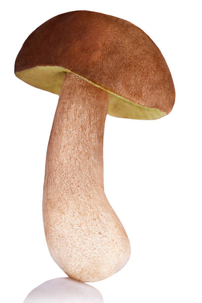 Porcini Mushroom stock photo
