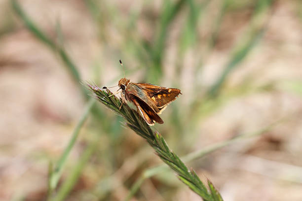istock Umber Skipper Butterfly In Southern California 175484075