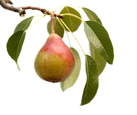 Pear Tree On White Background