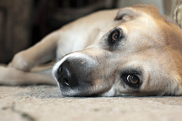 Intimate candid close-up of family pet lying down and looking directly at camera. Shallow depth-of-field. Focus on dog's left eye close to carpet. The dog's expression captures her loving personality. This was a rescued dog.
