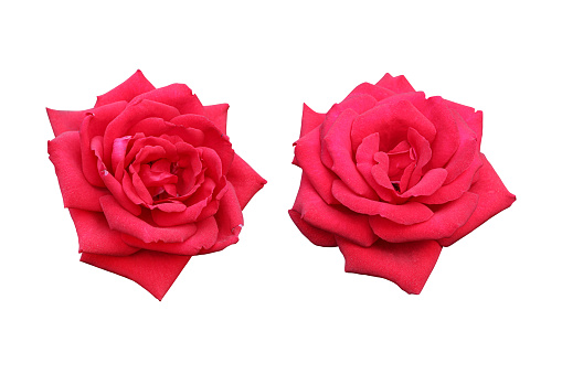 close-up of faded red rose on white background