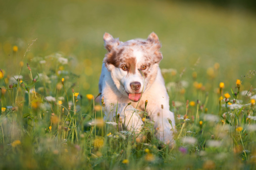 An Australian Shepherd running outside in the Meadows. Nikon D3X. Converted from RAW.