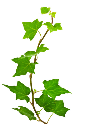 Of green ivy plant isolated against a white background digital illustration. Ivy leaves are concentrated in the middle of the picture, then it becomes more sparse root climbs up on top of the frame. Ivy curls on the vertical image.