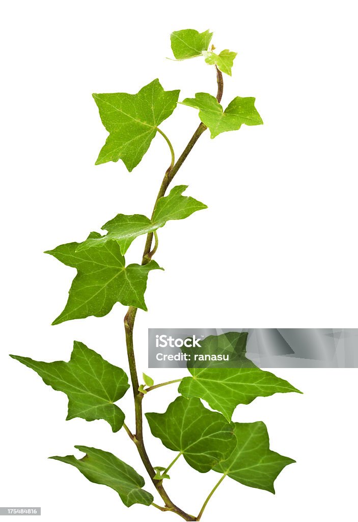 ivy leaves Of green ivy plant isolated against a white background digital illustration. Ivy leaves are concentrated in the middle of the picture, then it becomes more sparse root climbs up on top of the frame. Ivy curls on the vertical image. Ivy Stock Photo