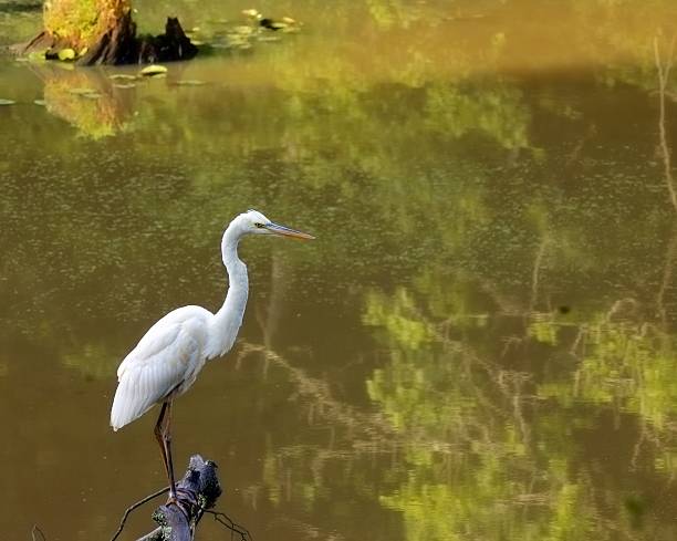 istock White Great Blue Heron In Maryland 175484983