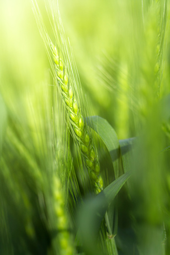 Close-up shot of green wheat in the morningMore shots with wheat:
