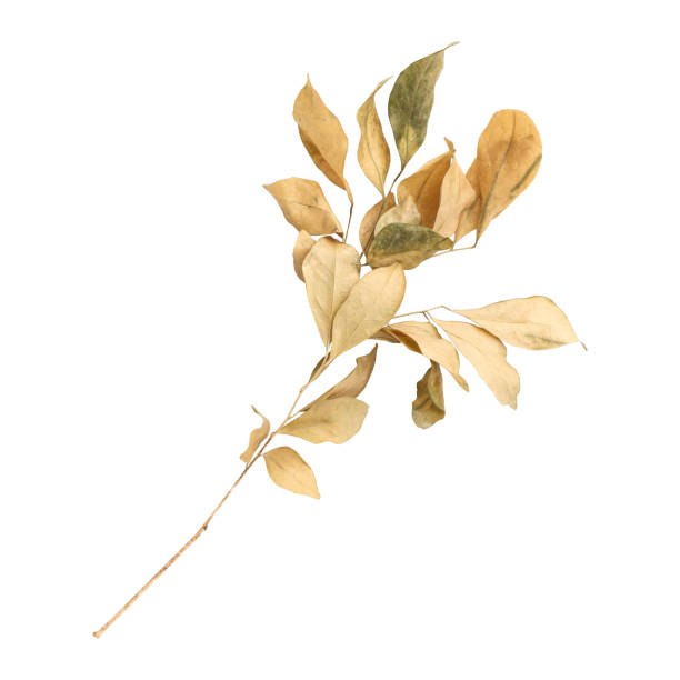istock Close up a beautiful dry murraya leaves 1754850966