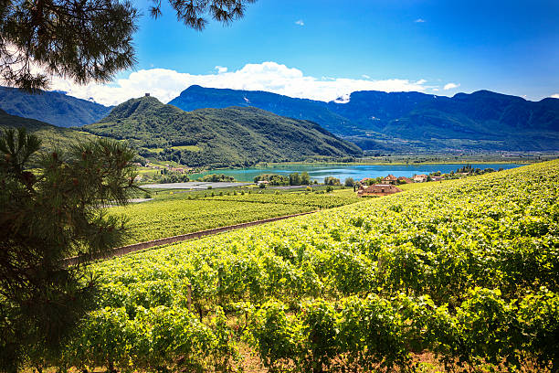 lago caldaro/kalterer ver - gewurztraminer fotografías e imágenes de stock