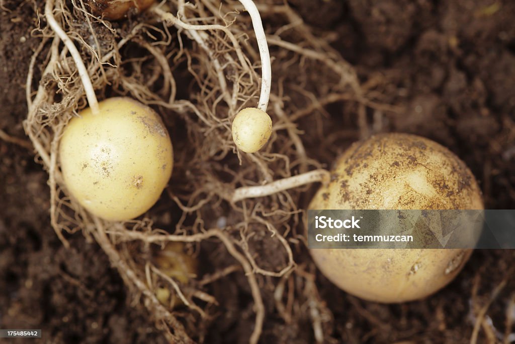 Картофель растение - Стоковые фото Вегетарианское питание роялти-фри