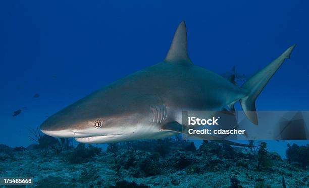 Reef Shark Stock Photo - Download Image Now - Animal Fin, Animal Wildlife, Blue