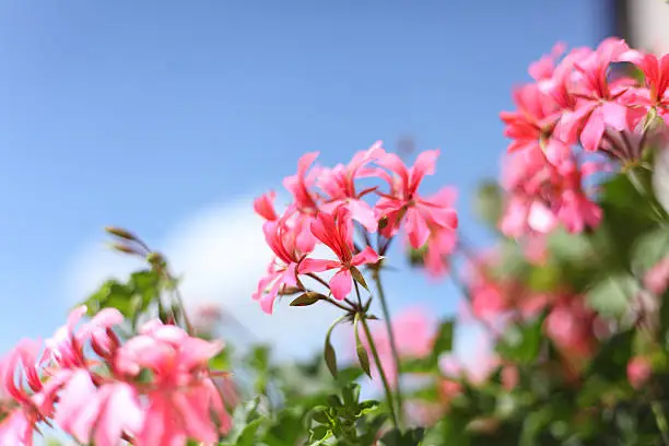 blooming geranium in front of blue sky