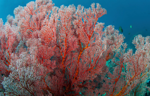 Beautiful pinkish red Gorgonian fan coral in Indonesian waters