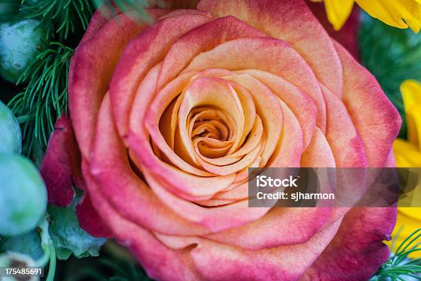 페인팅되어 아름다운 붉은 장미 꽃 클로즈업 사진학 백색과 0명에 대한 스톡 사진 및 기타 이미지 - 0명, 꽃 나무, 꽃 한송이
