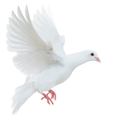 White Dove isolated on white