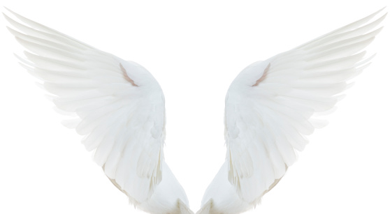 White Dove Spread Wings isolated on white (duplication)