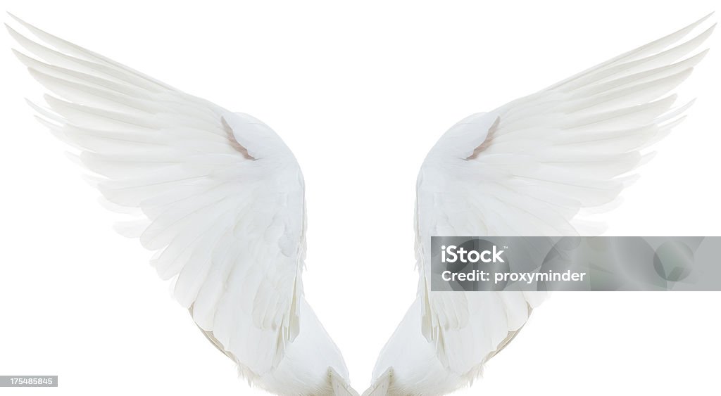 Pombo branco Asas abertas - Royalty-free Asa de animal Foto de stock