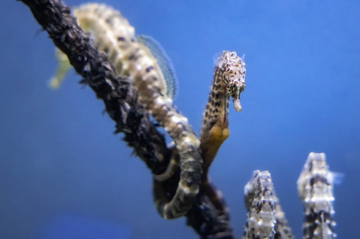 Seahorse, Hippocampus, at the Aquarium of Genoa, Liguria, Italy