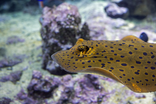 Blue-spotted Stingray, Taeniura lymma, at the Aquarium of Genoa, Liguria, Italy