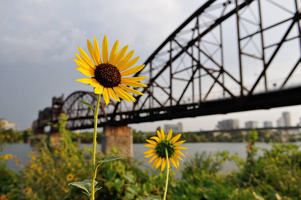 Yellow Cone Flower and Steel Bridge stock photo