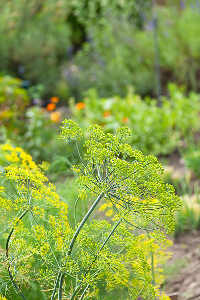 istock Fresh Dill in the Garden 175486109